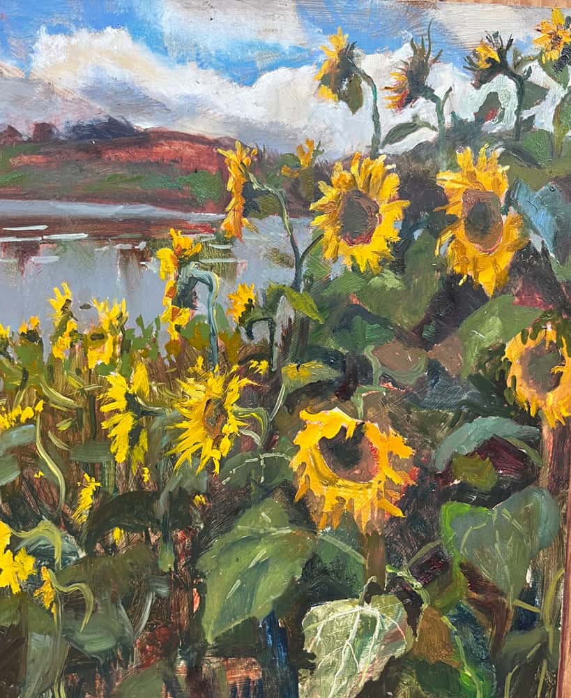 Sunflower Field Strangford Lough N Ireland